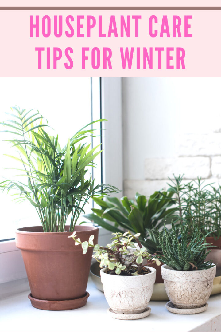 How To Care For Houseplants In Winter