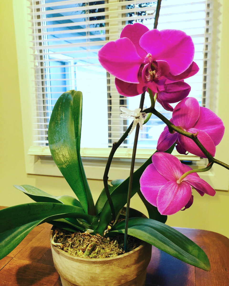 Droopy Orchid Leaves - 1 Fix To Revive Your Plant