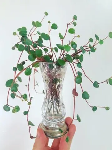 peperomia ruby cascade propagation