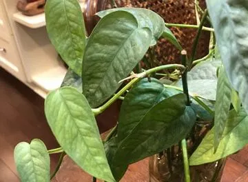 cebu blue propagation