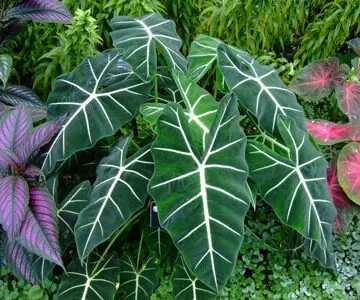 alocasia frydek