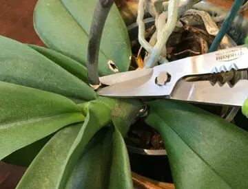 orchid flowers dying