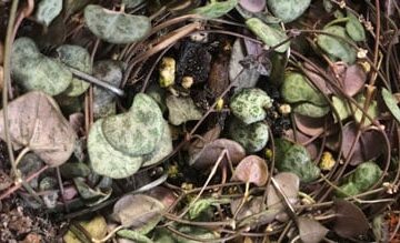 string of hearts soil propagation