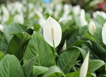 peace lily care