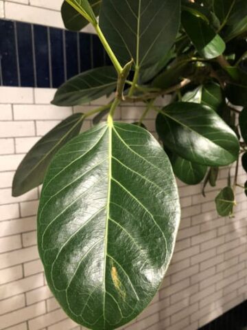 ficus audrey care