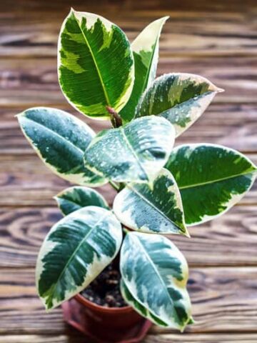 variegated rubber plant