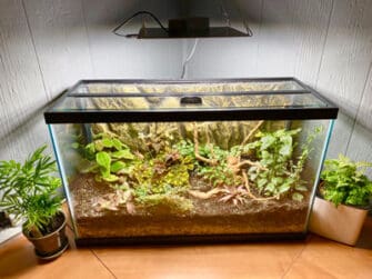 Turn An Aquarium Into A Terrarium: 9 Super Easy Steps!