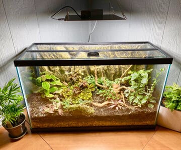 aquarium terrarium