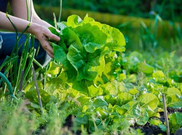 cold weather crops from seed zone 6