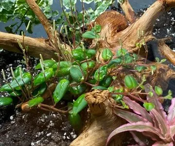 peperomia-perciliata-fagerlindii