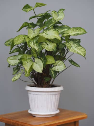 Syngonium Plant: 7+ Expert Care & Propagation Tips!