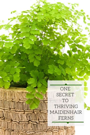 Maidenhair Ferns: 1 Amazing Secret on How to Keep Them Alive