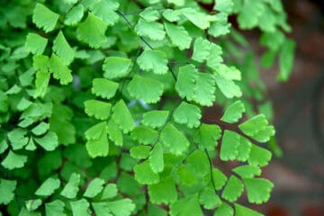 Maidenhair Ferns: 1 Amazing Secret on How to Keep Them Alive