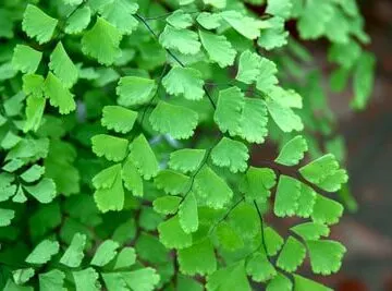 maidenhair-fern-care