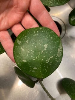 Hoya Obovata: 6 Expert Care, Flowering & Propagation Tips!