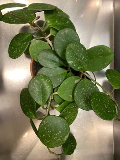 Hoya Obovata: 6 Expert Care, Flowering & Propagation Tips!