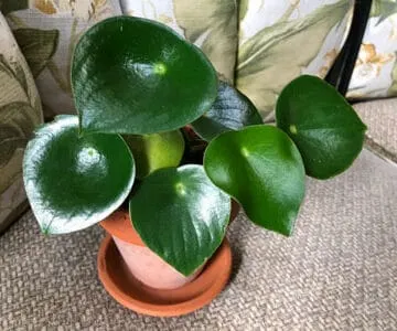 peperomia-polybotrya