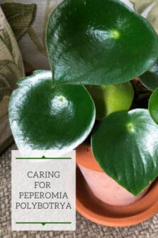 Peperomia Polybotrya: How to Grow Raindrop Peperomia