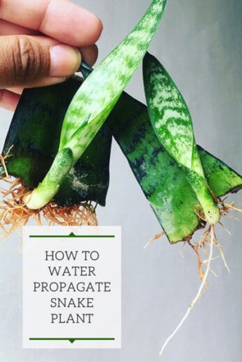 How to Propagate Snake Plant, or Sansevieria, in Water