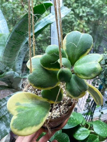 variegated-hoya-kerrii