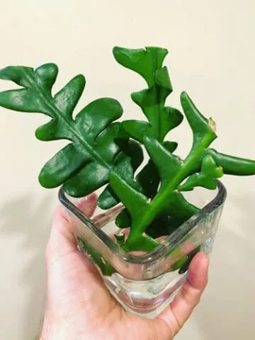 fishbone-cactus-propagation