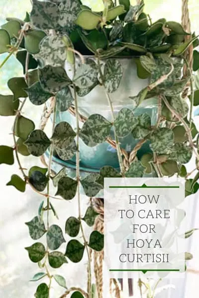 hoya-curtisii-care