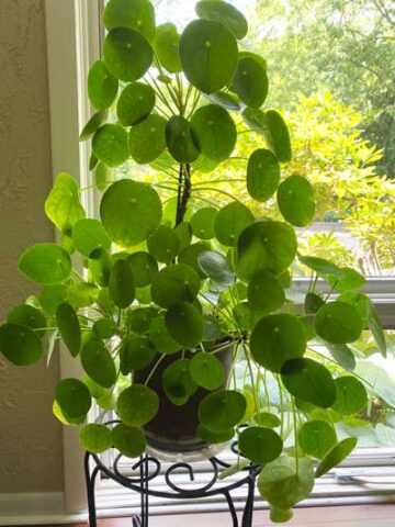 pilea-peperomioides-support