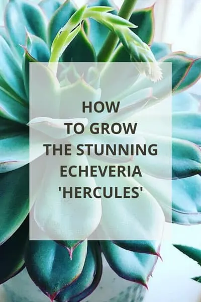 echeveria-hercules-care