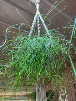 Rhipsalis campos-portoana: 7 Expert Tips on Rhipsalis Care