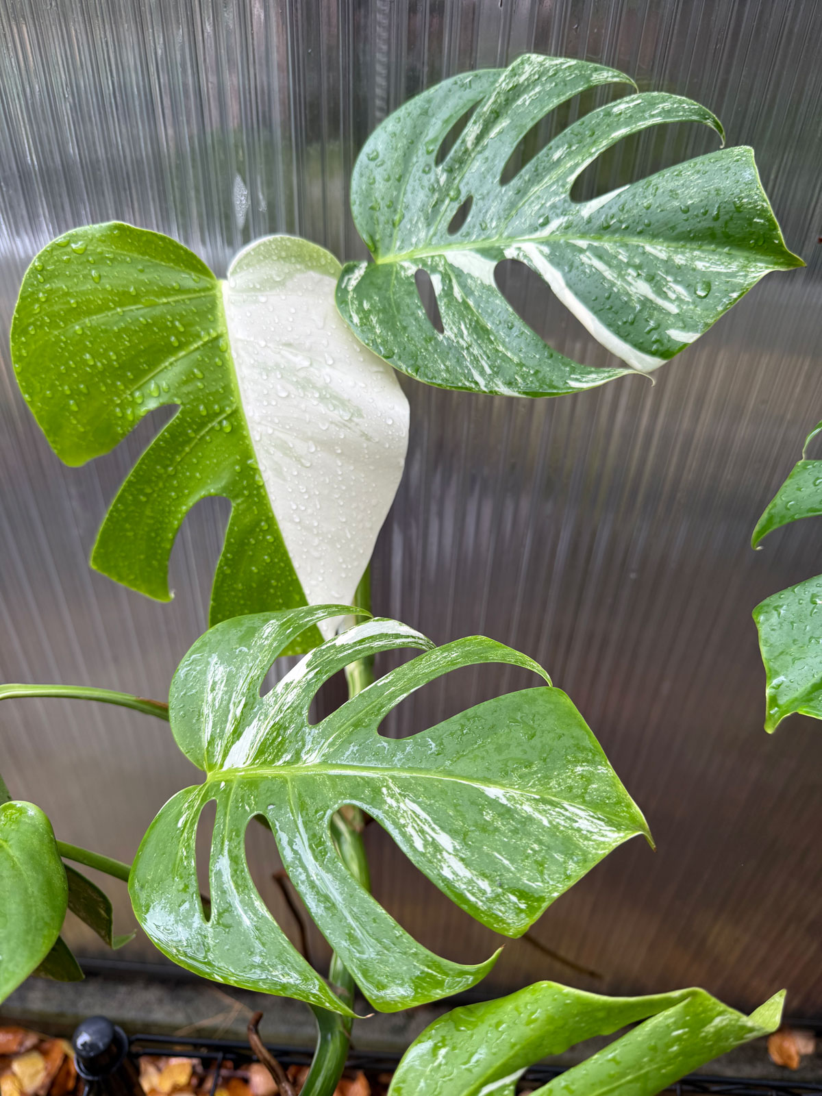 monstera-albo-variegata