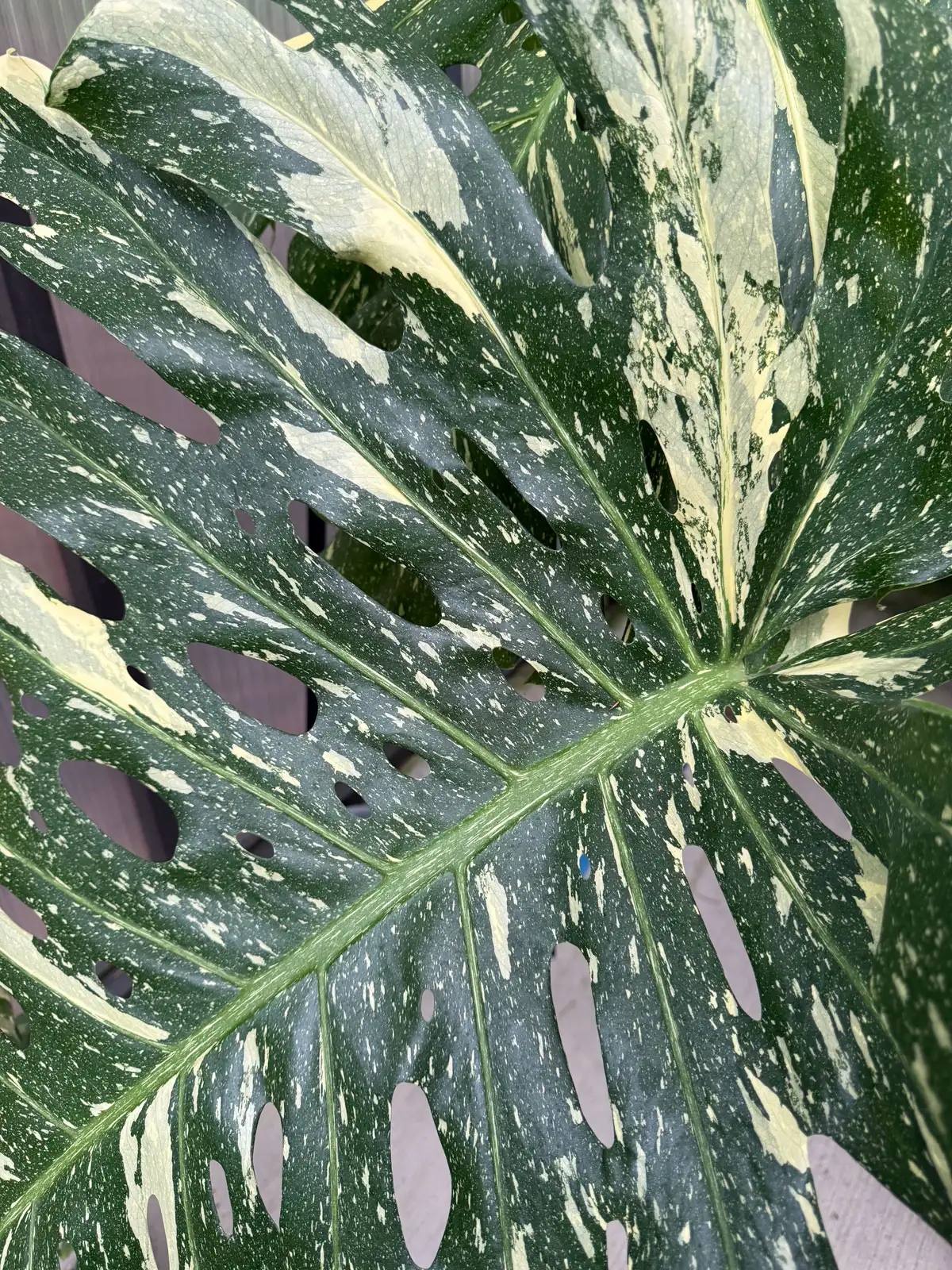 thai-constellation-monstera