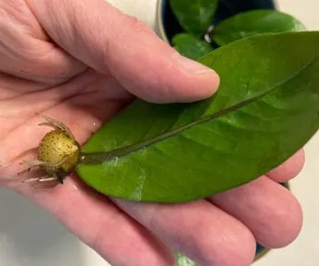 zz-plant-leaf-propagation