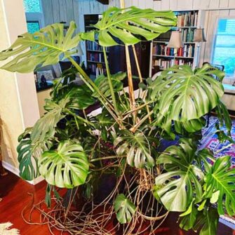 Monstera Deliciosa Care & Repotting: 5 Crucial Tips