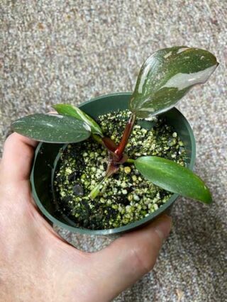 Philodendron Pink Princess Propagation: 3 Easy Methods!