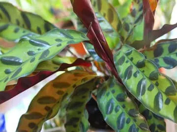 calathea-lancifolia-goeppertia-insignis