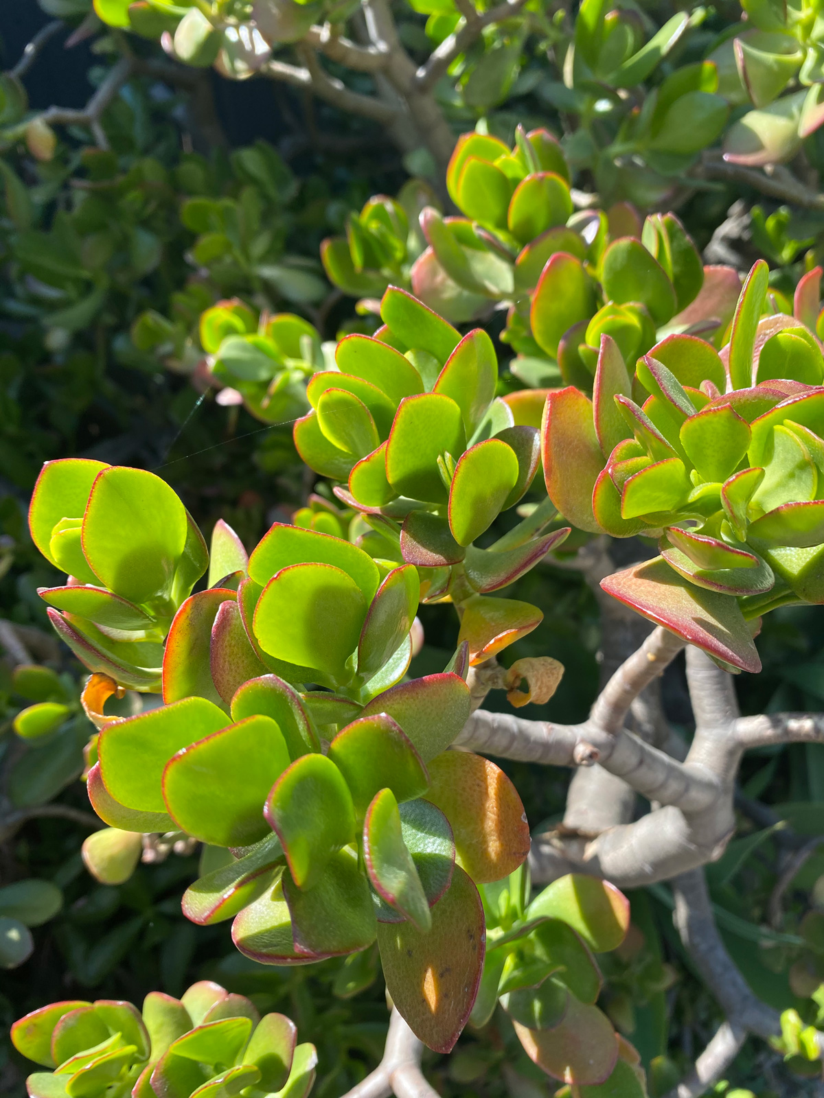 how-to-care-for-a-dying-jade-plant