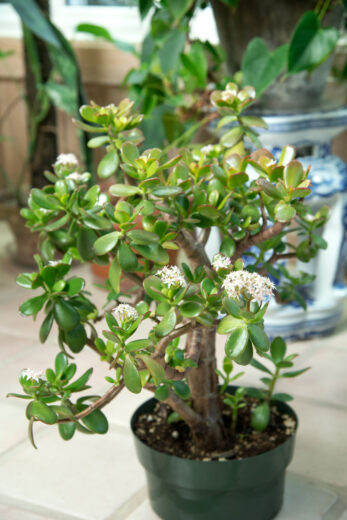 Dying Jade Plant? - 9 Expert Care Tips (Crassula ovata)