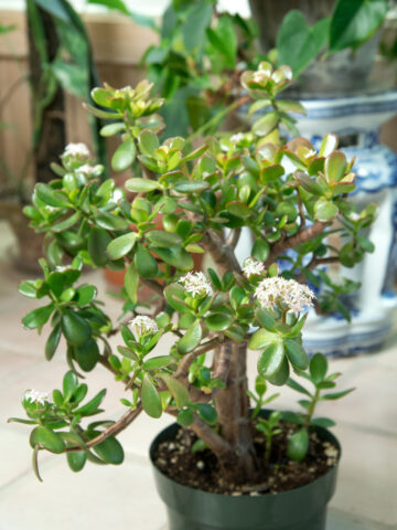jade-plant-crassula-ovata