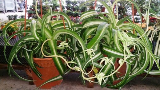 Curly Spider Plant 'Bonnie' - 5 Expert Care Tips And FAQs