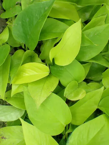 neon-pothos