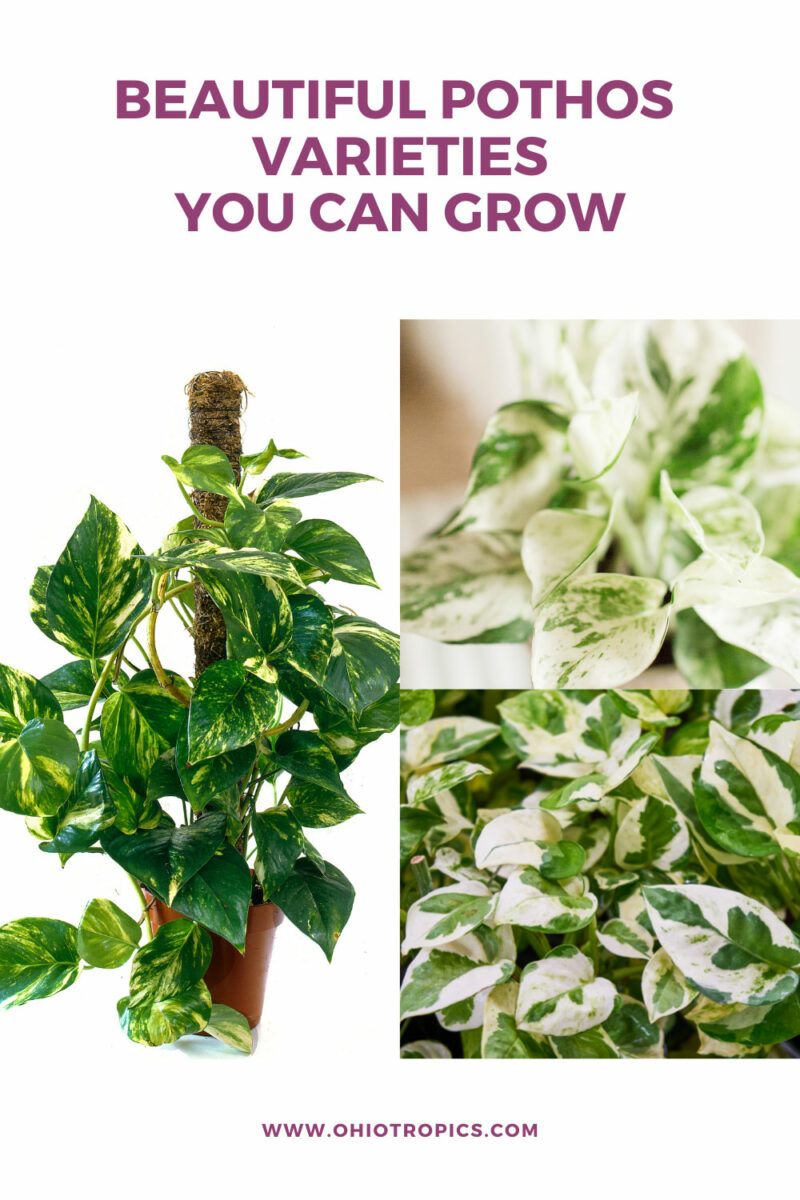 Pothos Varieties 17 Beautiful Types To Get Your Hands On