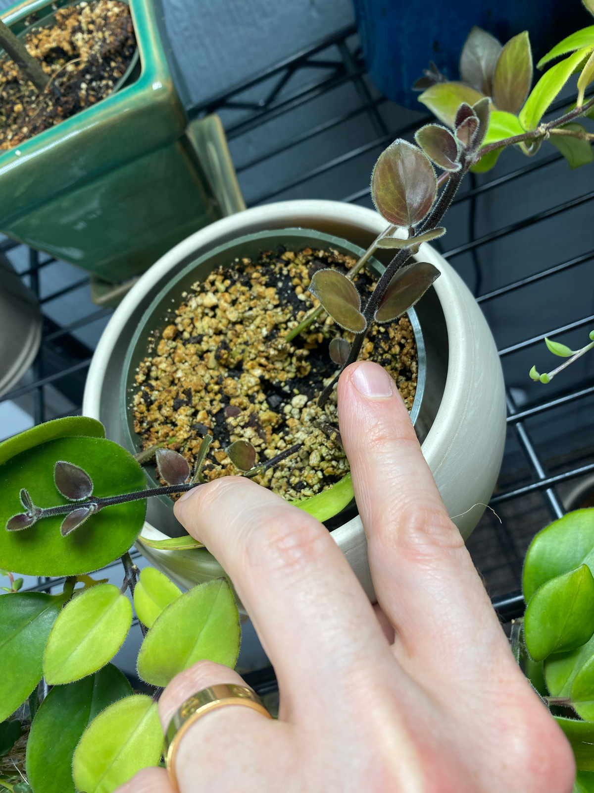 How To Propagate Lipstick Plant