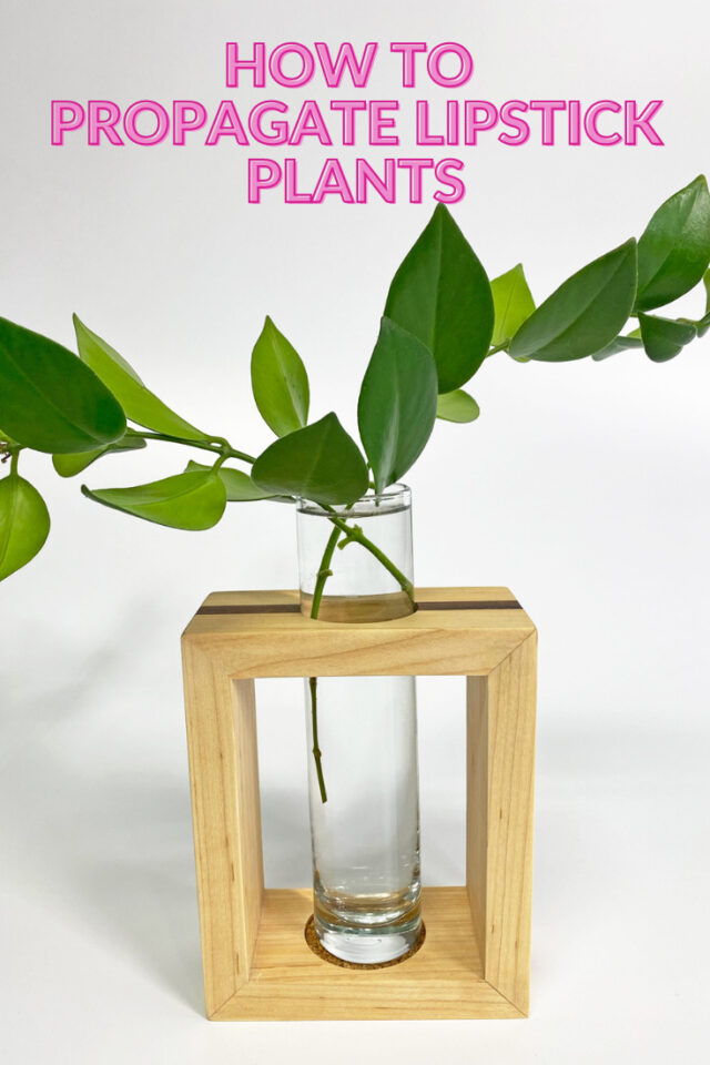 Lipstick Plant Propagation 2 Simple And Effective Methods 1150