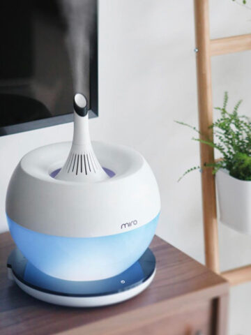 best-humidifier-calathea