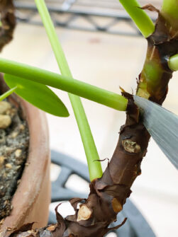 Pilea Peperomioides Propagation: 3 EASY, Fun Options to Try!