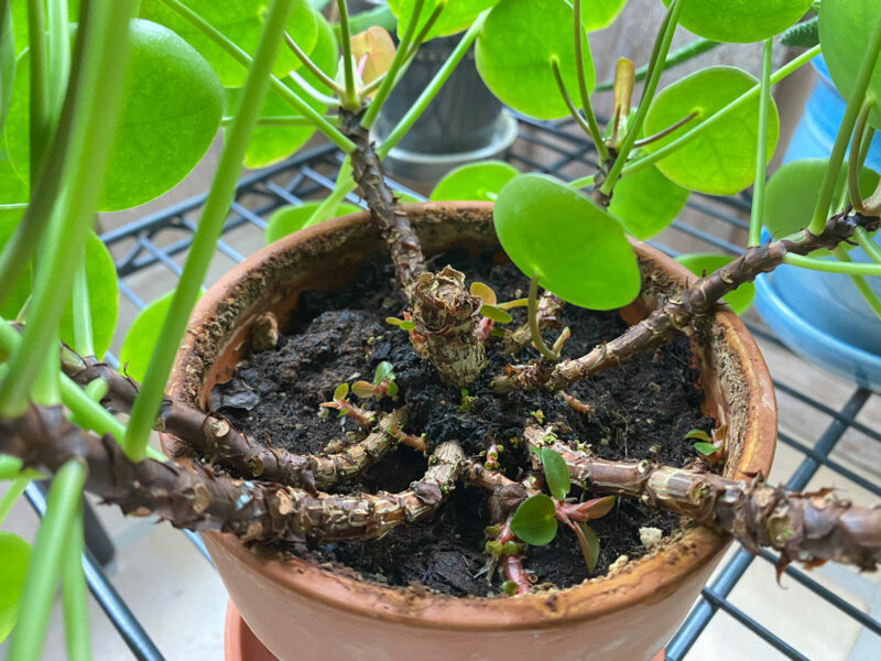 Encouraging Pilea Pups to Grow: 10 Tips to Succeed