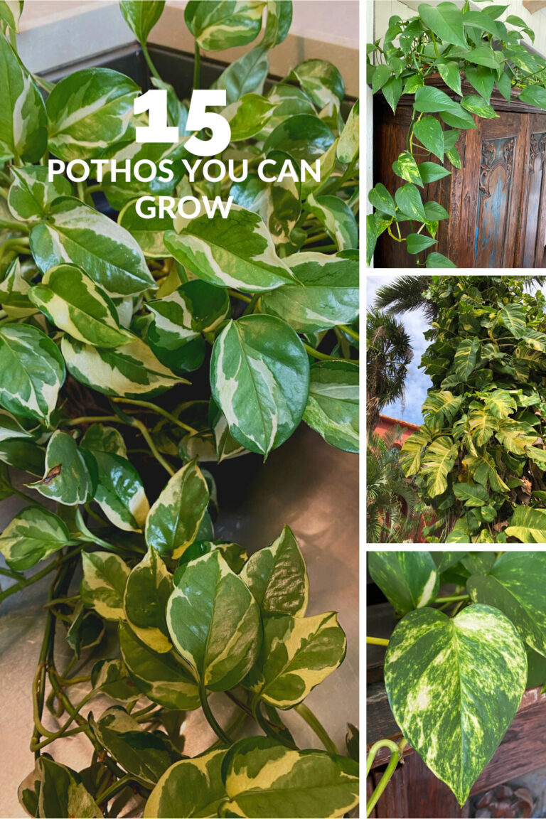 Pothos Varieties 15 Beautiful Types To Get Your Hands On 4585