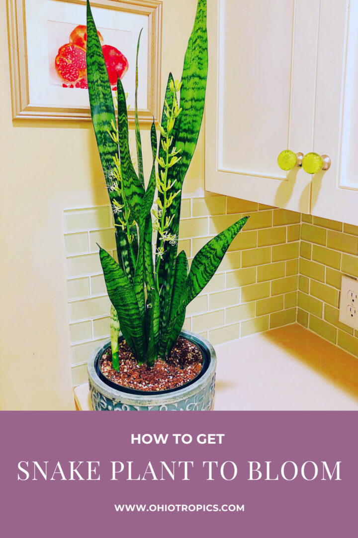 Sansevieria Flowers: 1 Secret to Get Snake Plants to Bloom