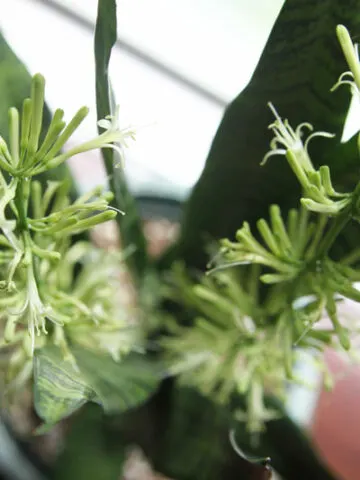 snake-plant-blooms-nectar