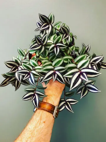 tradescantia-zebrina-care